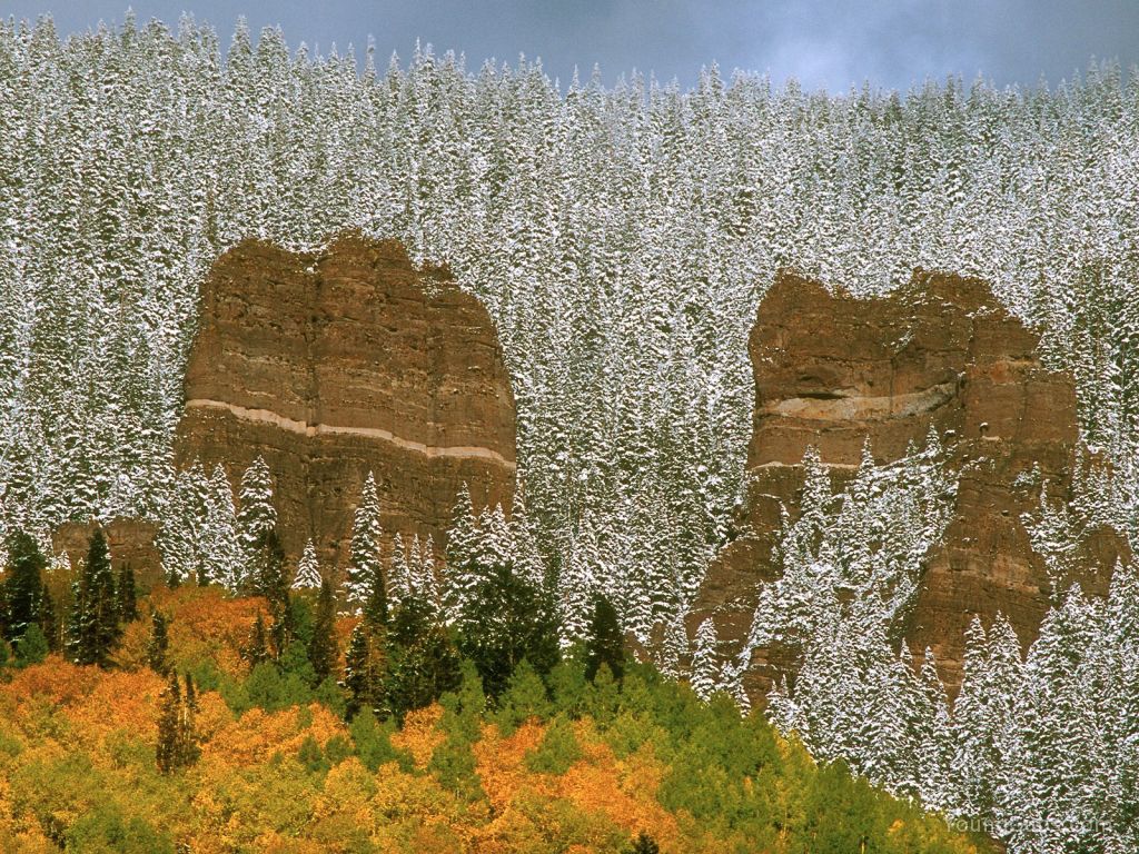 Snow-Covered Trees, Colorado